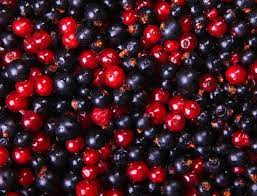 currant