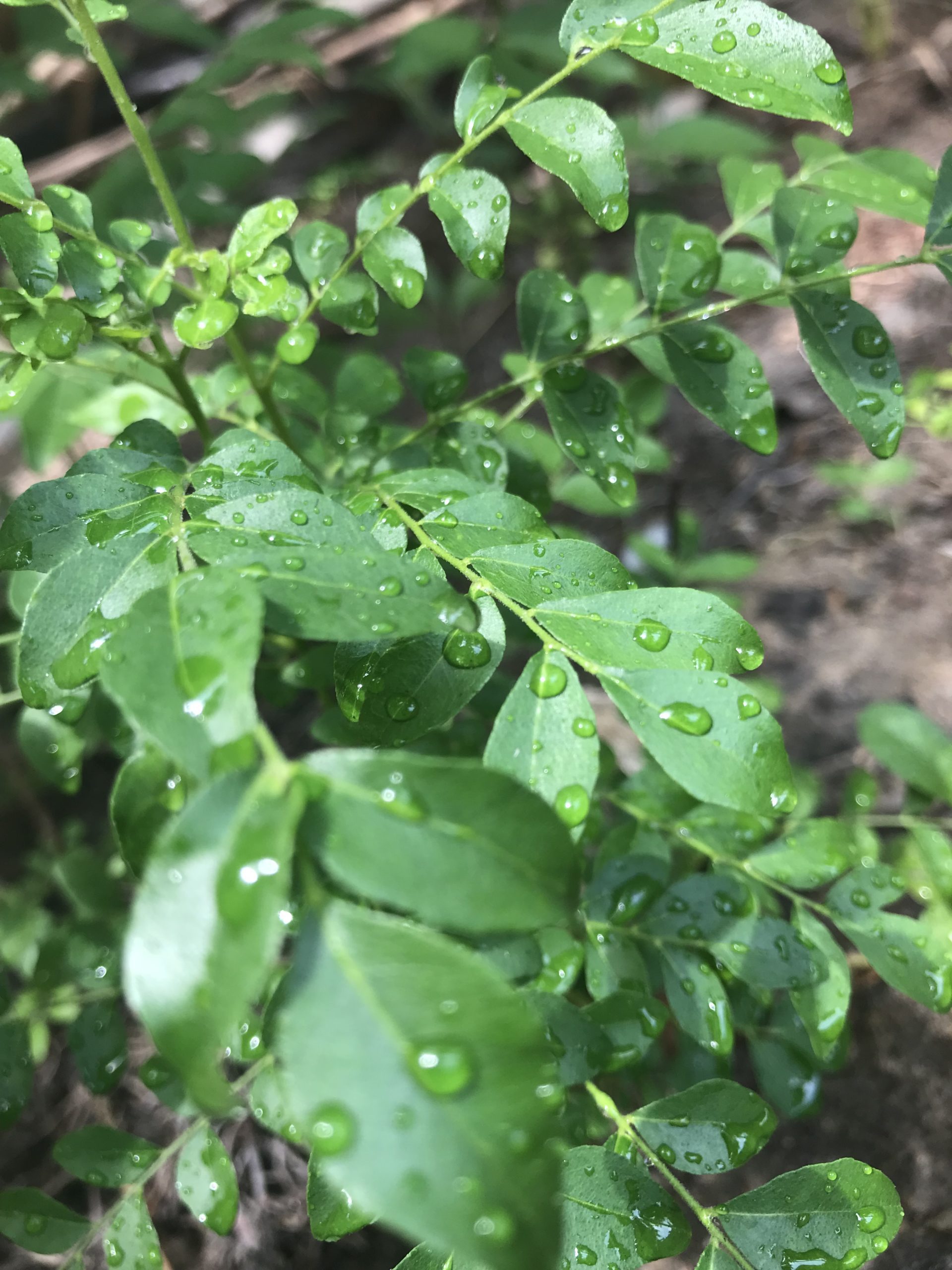 curry leaves