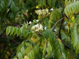 curry plant