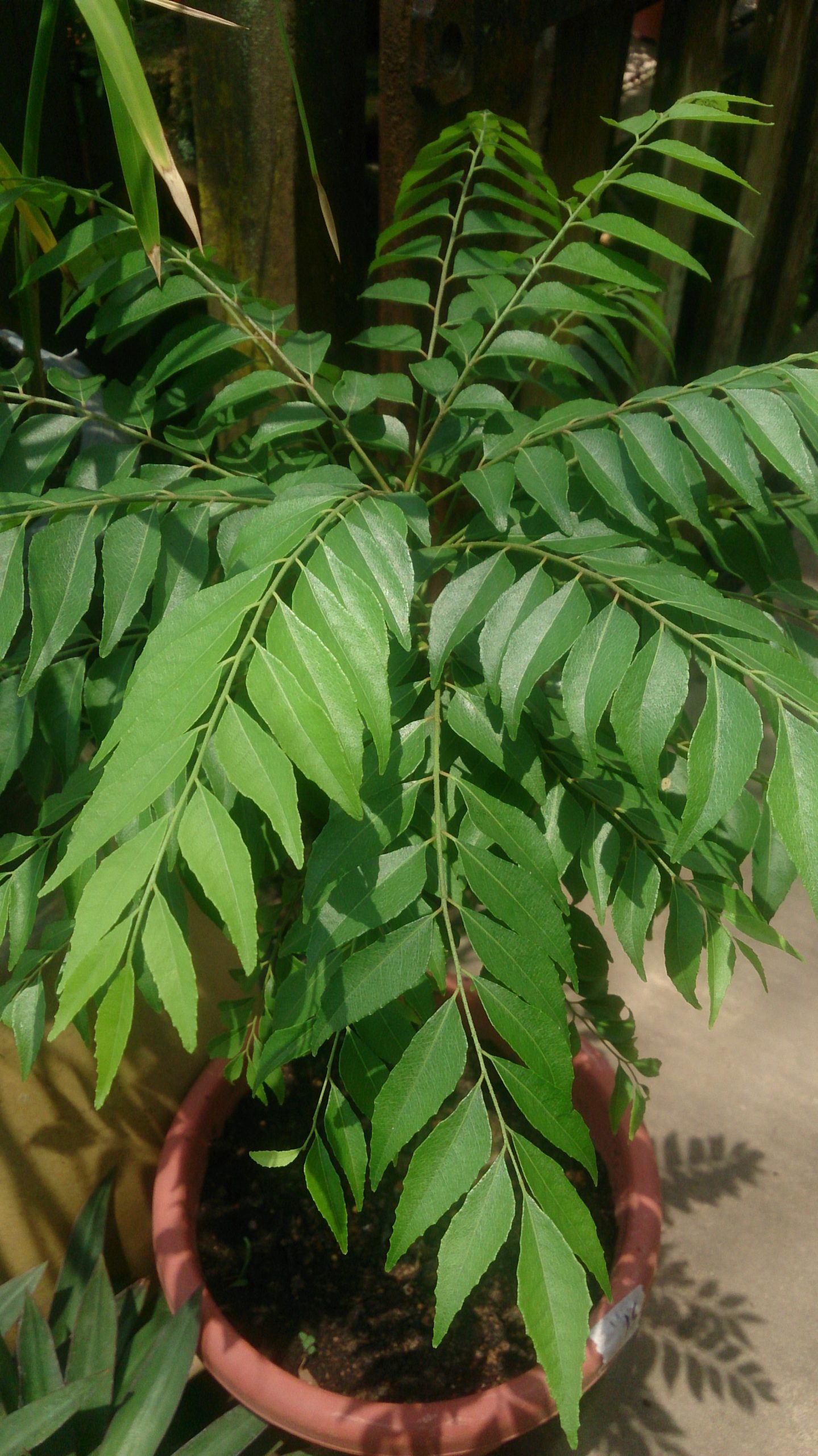 curry tree