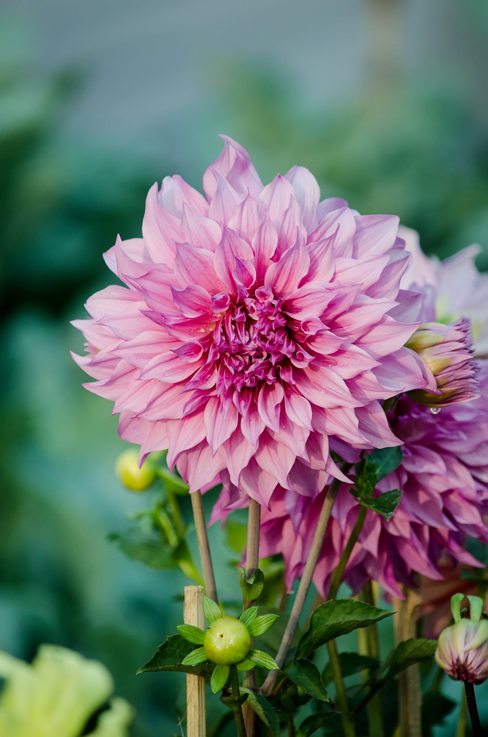dahlia flowers