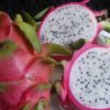 dragon fruit