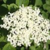 elder flowers