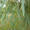 eucalyptus leaves