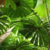fan palm