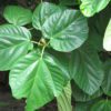 fig leaf