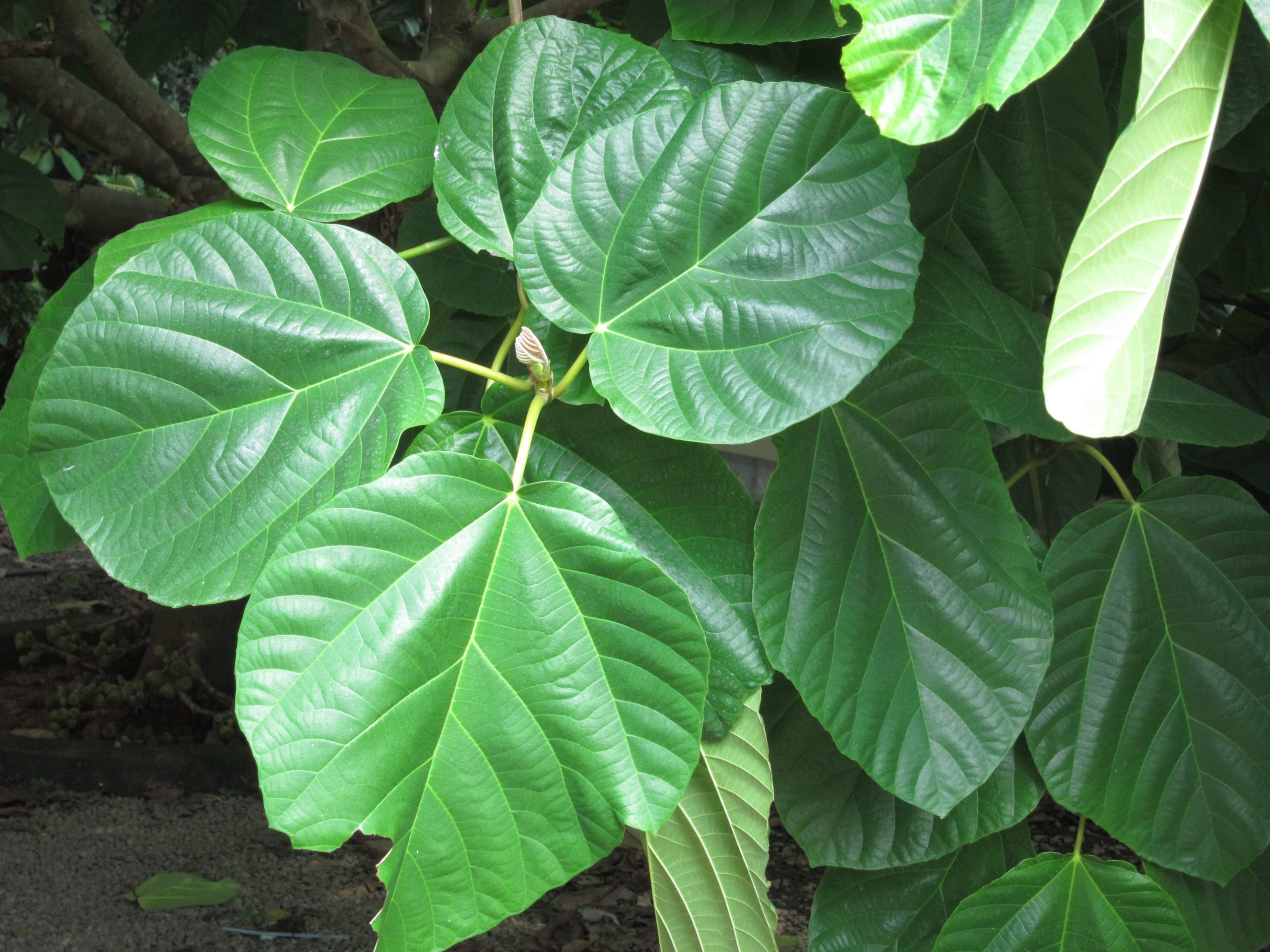 fig leaf