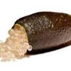 finger lime