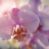 flower of orchidaceae