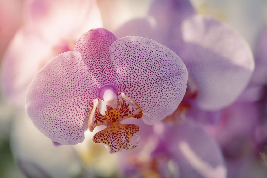 flower of orchidaceae
