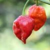 ghost pepper