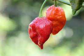 ghost pepper