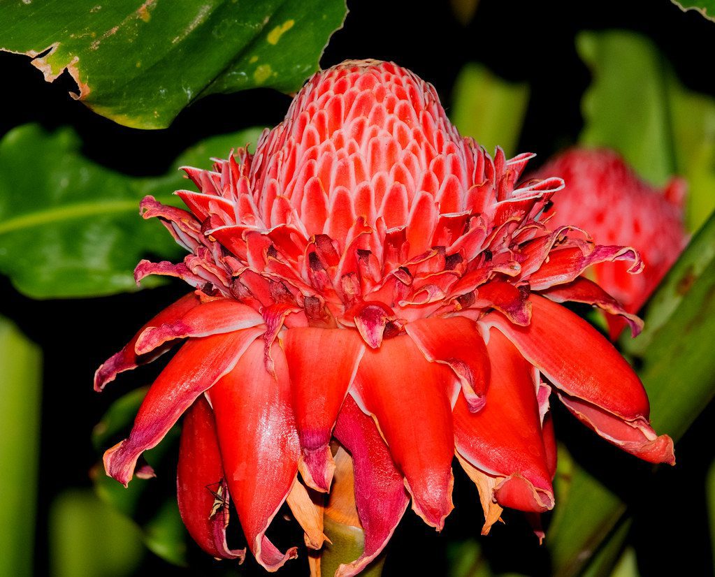 ginger flower