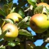 golden apples