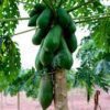green papaya