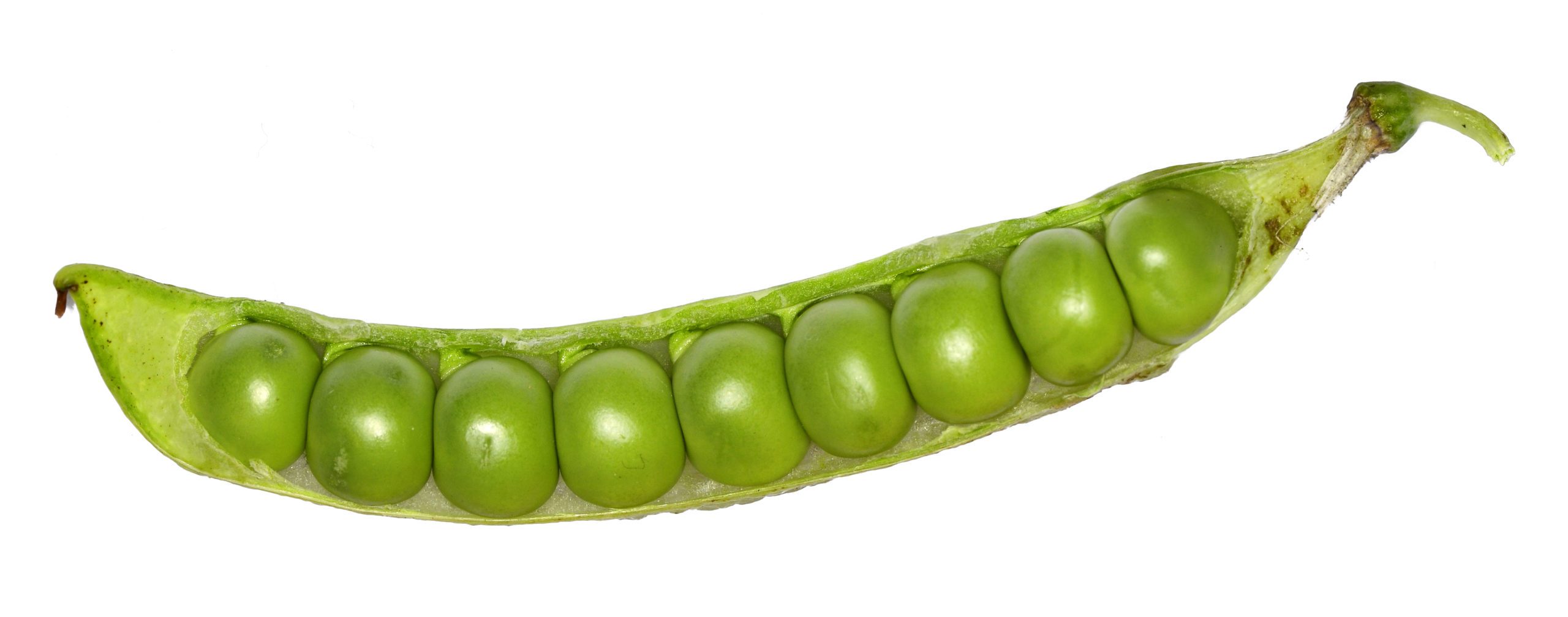 green pea
