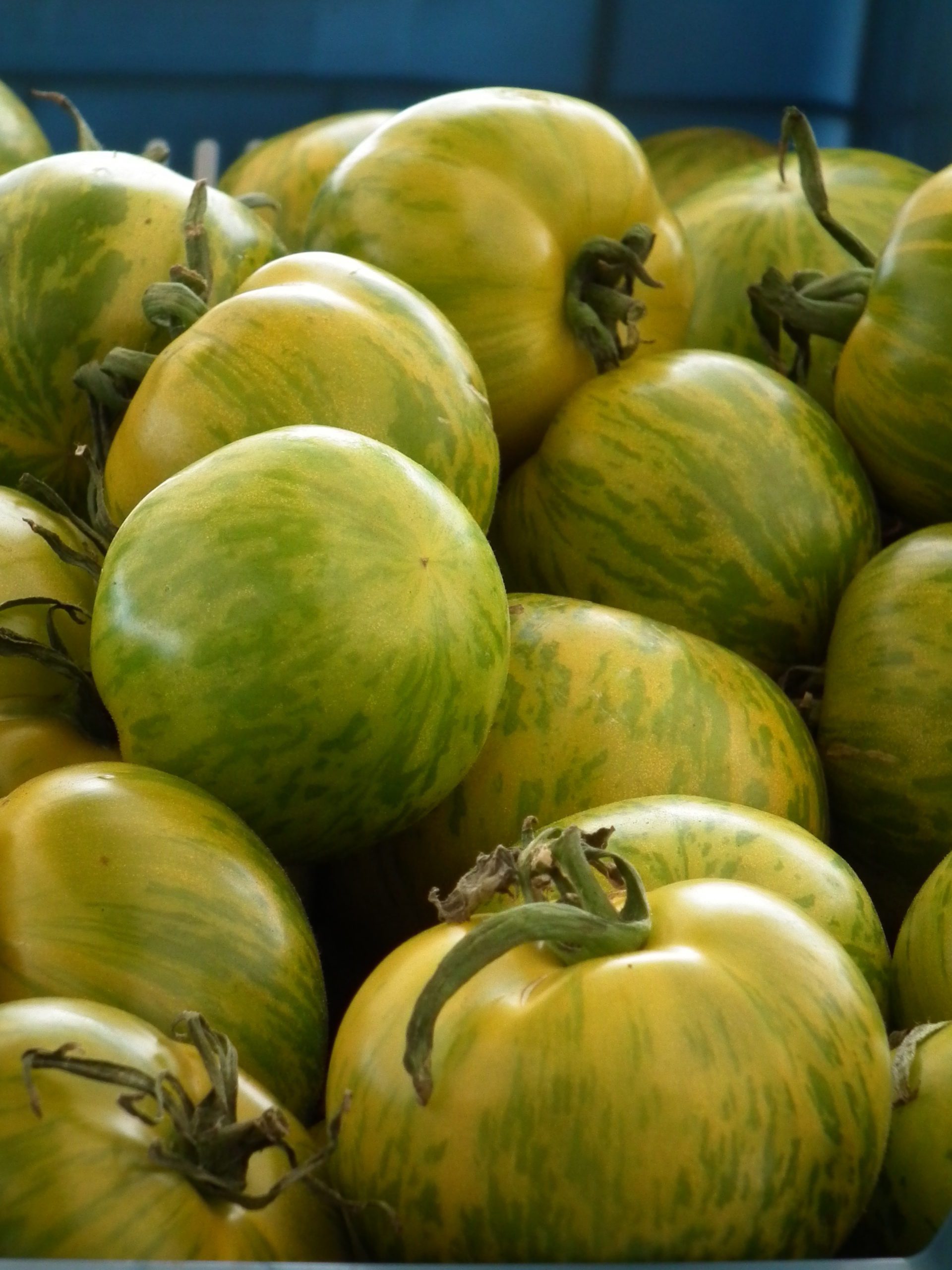 green zebra