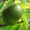 guanabana