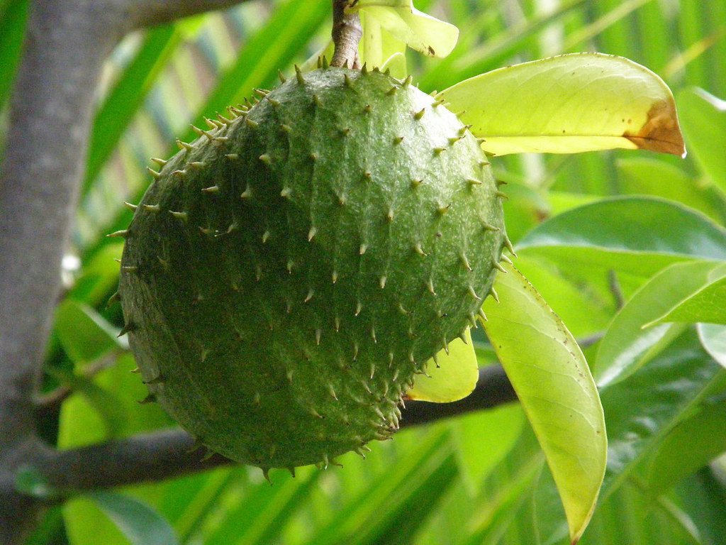 guanabana