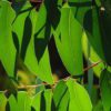 gum leaves