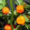 habanero