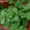 holy basil