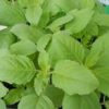 holy basil thai