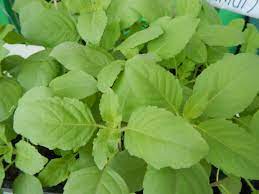 holy basil thai