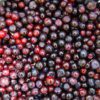 huckleberries