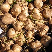 jicama