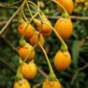 kangaroo apple