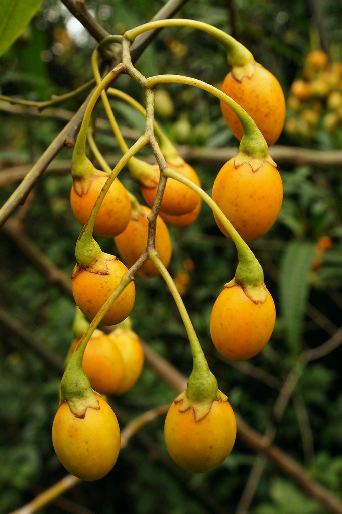 Kangaroo Apple - All You Need to Know - auscrops.com.au