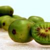 kiwi berries