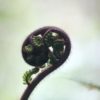 koru