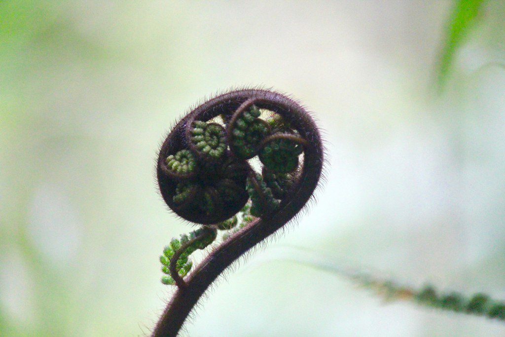 koru