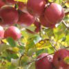 lady pink apples