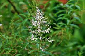 lemon verbena