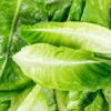 lettuce romaine