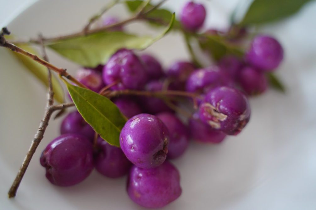Lilly Pilly Fruit - Appearance & Nutrition - auscrops.com.au