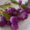 lilly pilly fruit
