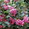lilly pilly tree