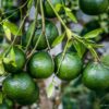 lime in mexico