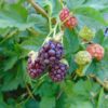 loganberries