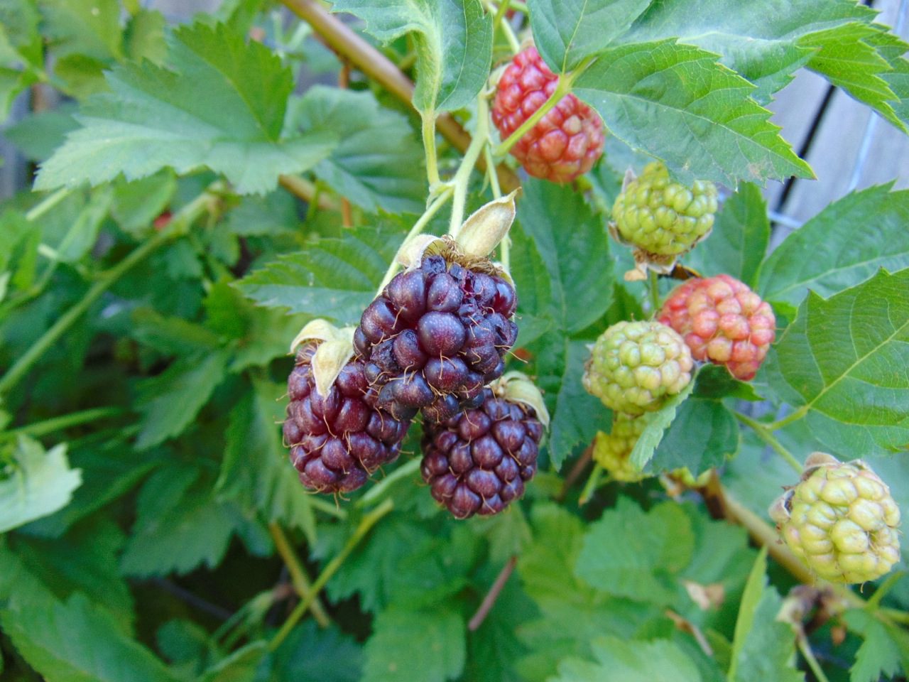 loganberries