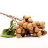 longan