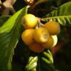 loquat fruit