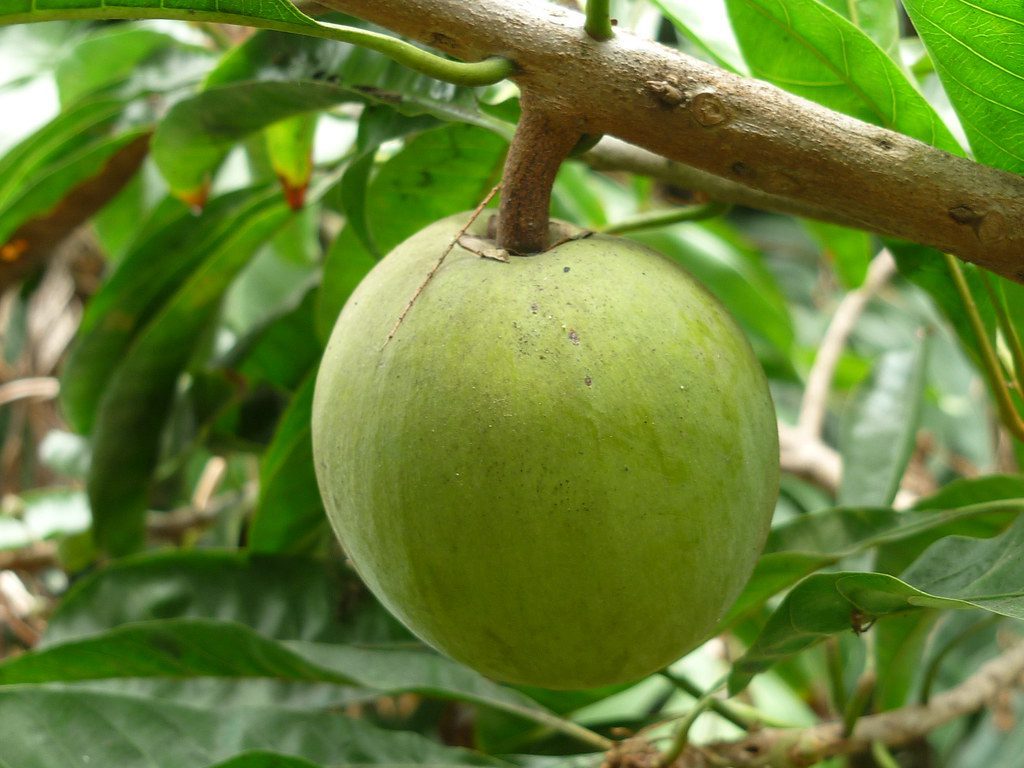 lucuma