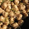 maca root