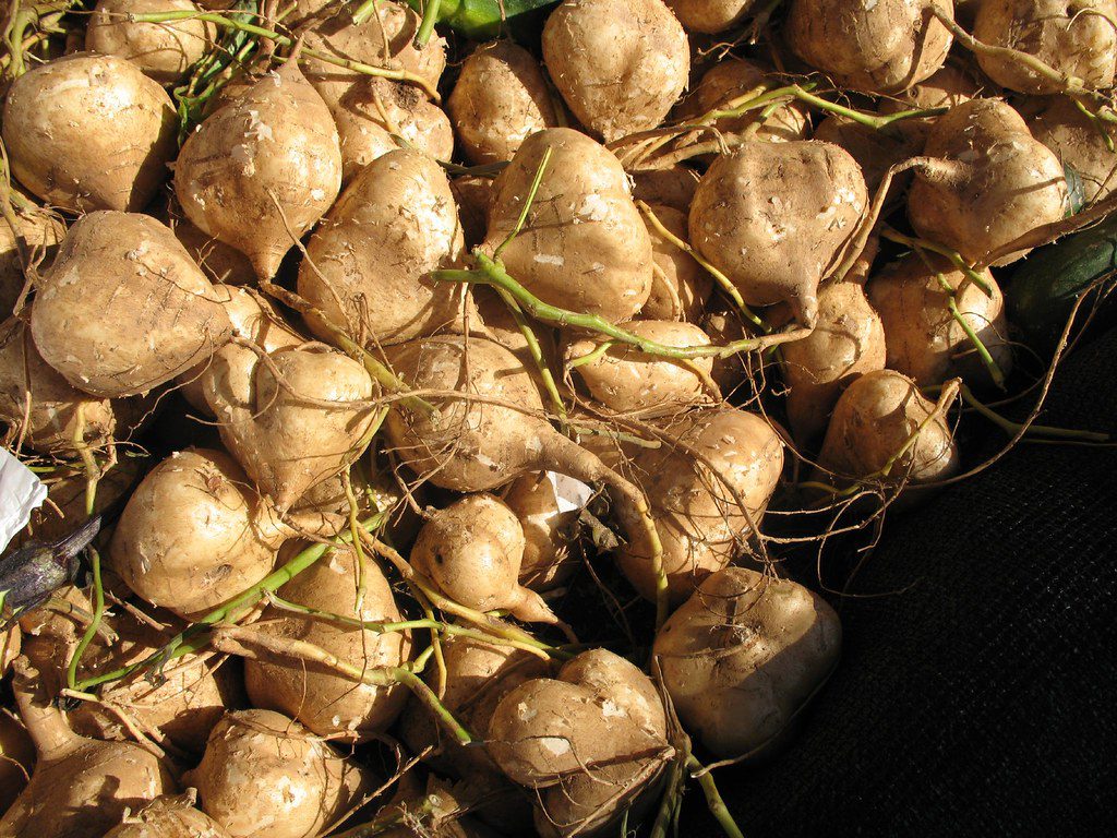 maca root