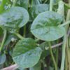 malabar spinach